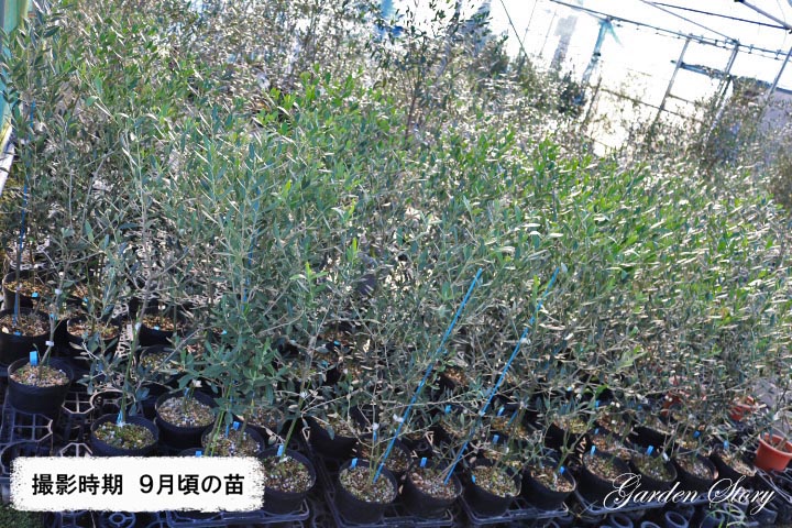 人気新品入荷 3年生苗 6号ポットオリーブm 花木苗木 常緑樹 庭木 ガーデン ストーリー 瀬戸内育ち オリーブの苗木 ジャンボカラマタ 果物の 苗物 苗物 オリーブオイル 激 レア品種 人気新品入荷 3年生苗 6号ポットオリーブm 花木苗木 常緑樹 庭木 ガーデン ストーリー 瀬戸内育ち オリーブの苗木 ジャンボカラマタ 果物の 苗物 苗物 オリーブオイル 激 レア品種