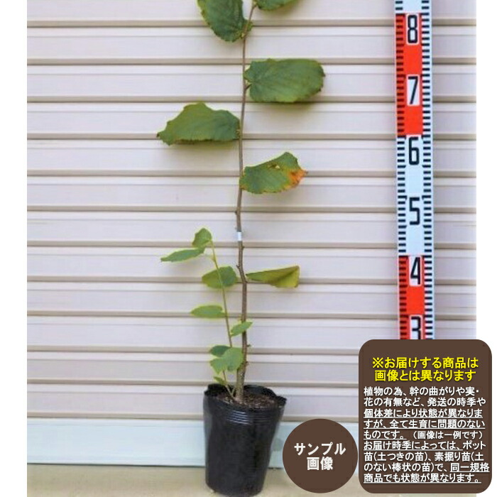 ナッツ類 ヘーゼルナッツ 苗木 【公式通販】