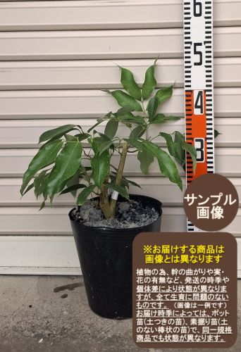 楽天市場】☆希少レア☆国産ライチ苗木☆数量限定☆【サカーンライチ苗