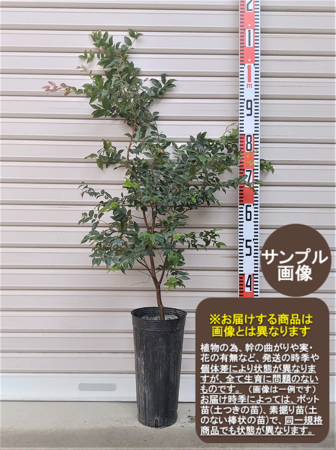 楽天市場】強健大玉 ジャボチカバの苗 5号ポット耐寒性に優れた
