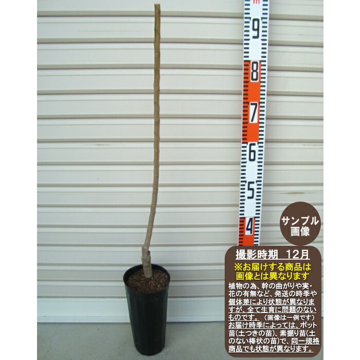 楽天市場】梅 『 露茜 （ ツユアカネ ） 』 12〜15cm(4〜5号) 接木苗