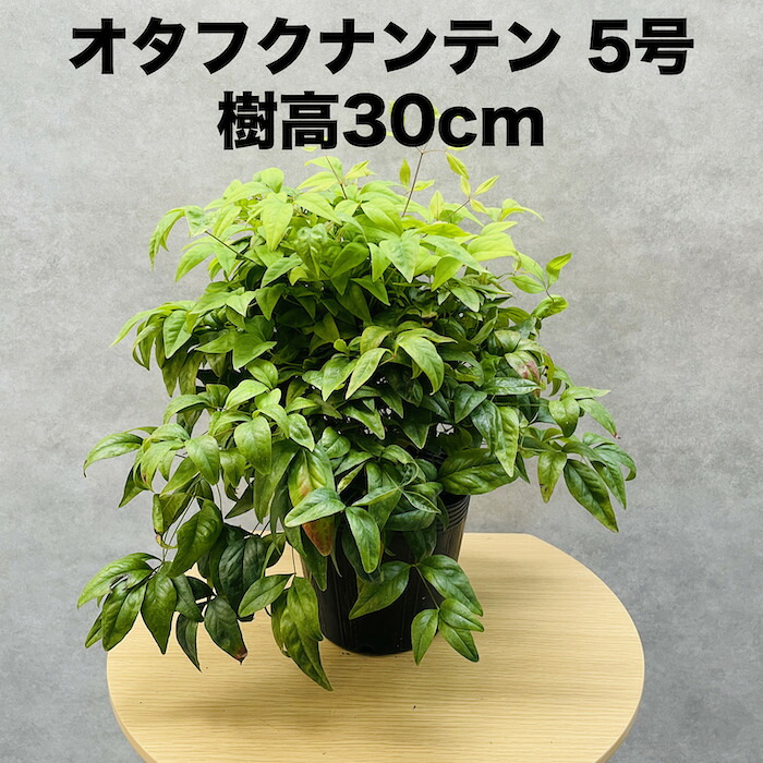 オタフクナンテン 15糎ポット苗 お多福南天 株 下草 常緑広葉樹 槭樹種 競技場取りまかなう 庭  花やしき 鉢植え 高耐寒