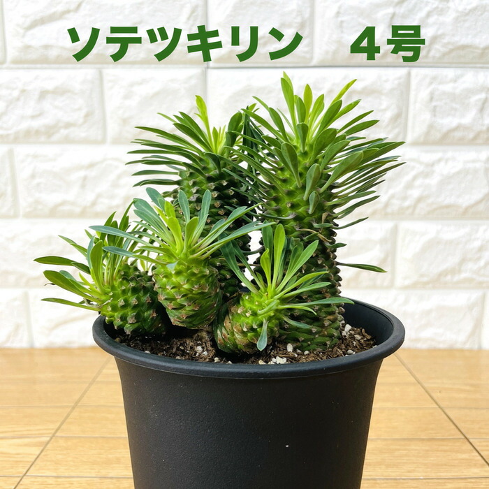 楽天市場】観葉植物 ユーフォルビア ソテツキリン 4号鉢苗