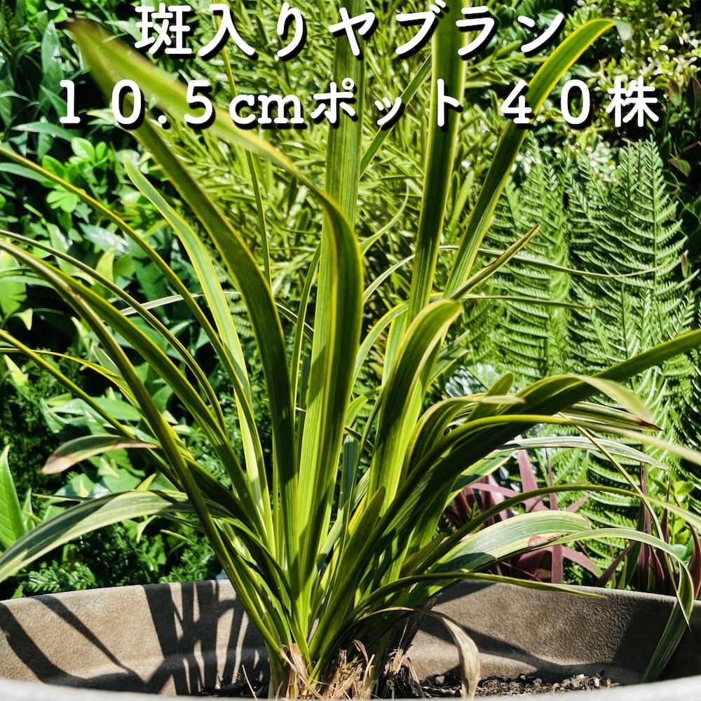 斑入りヤブラン １０.５cmポット苗 ４０株 やぶらん フイリヤブラン 藪蘭 苗木 植木 苗 庭木 生け垣 下草 グランドカバー 送料無料 8,968円