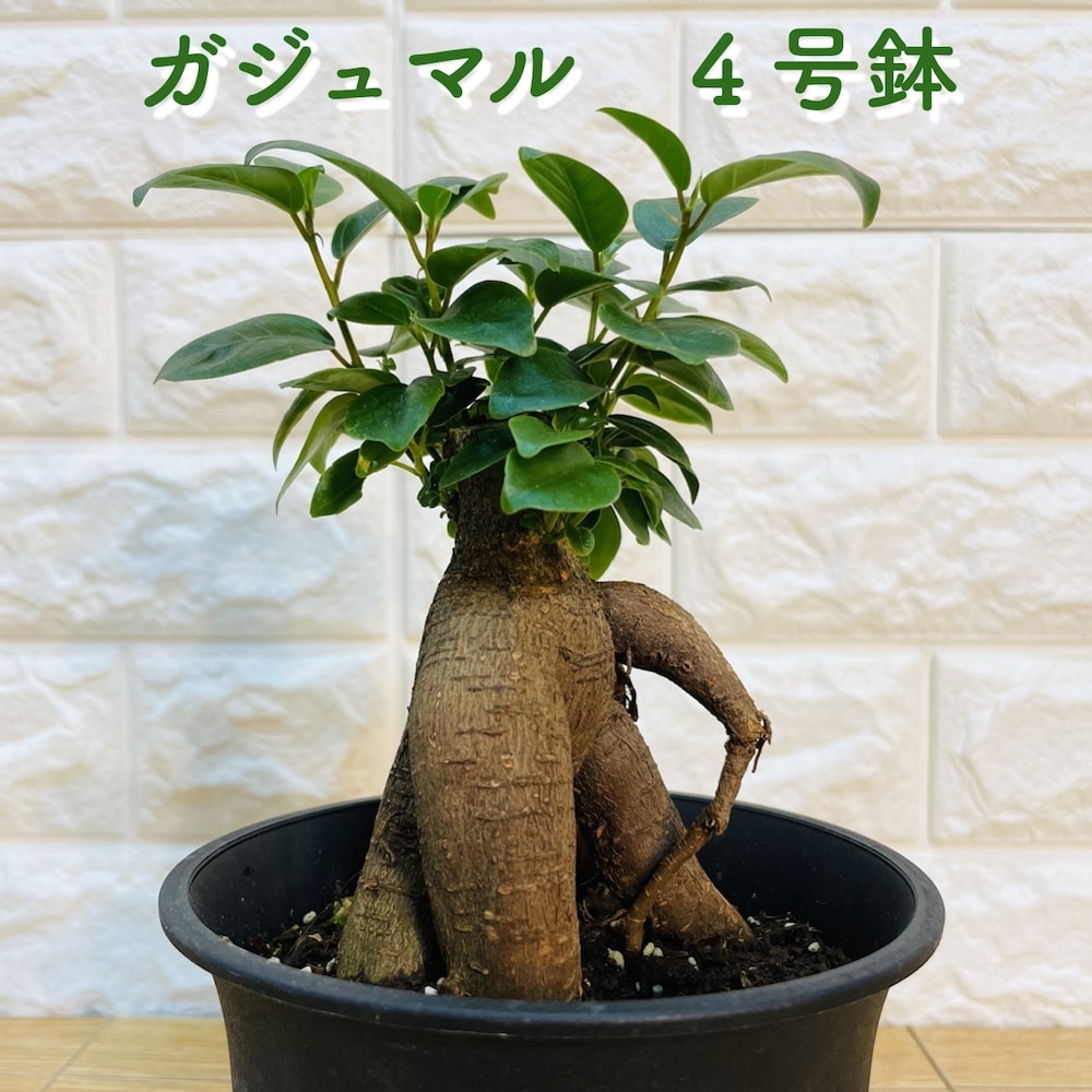 楽天市場】ガジュマル 曲がり 8号鉢 登り樹 観葉植物 多幸の木 幸福をもたらす精霊が住む木 おしゃれなインテリア 結婚祝い 新築祝い 開店祝い 開業 祝い 誕生日 母の日 父の日 記念日 プレゼントギフト : ガーデニング・植物・園芸専門店