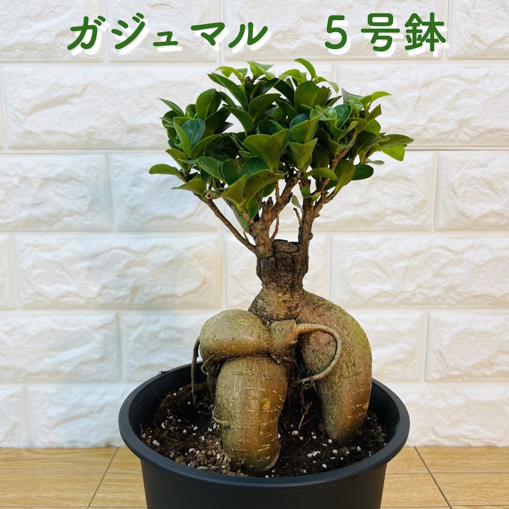 楽天市場】PLANCHU 観葉植物 ガジュマル 太幹 6号鉢 受け皿付き 育て方
