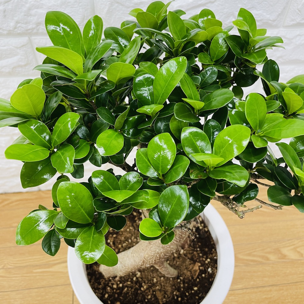 お買い得 ガジュマル 8号鉢 観葉植物 多幸の木 幸福をもたらす精霊が住む木 おしゃれなインテリア 結婚祝い 新築祝い 開店祝い 開業祝い 誕生日 母の日 父の日 記念日 プレゼントギフト Economytransformers Nl