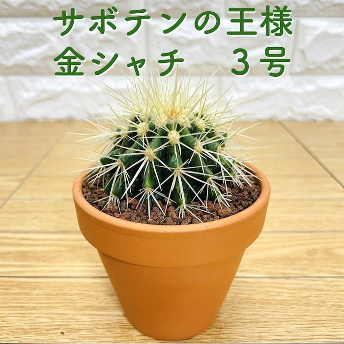 楽天市場】サボテンの王様 金鯱 3号鉢 小さいミニサイズ 観葉