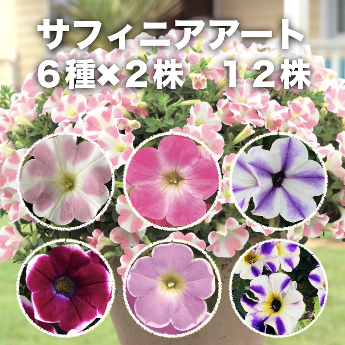 楽天市場】芝桜 苗 4種アソート 9cmポット苗 40株セット ミックス 