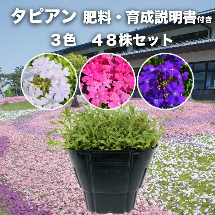 タピアン 3色入り 合計48株 肥料付き 9cmポット苗 3号 バーベナ属 パープリッシュホワイト24株 バイオレット12株 ローズ12株 サントリーフラワーズ グランドカバー 雑草対策|ガーデニング・植物・園芸専門店