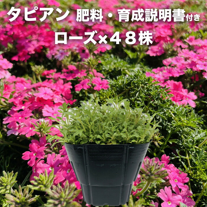 タピアン ローズ 48株 肥料付き 赤品種 9cmポット苗 3号 バーベナ属 サントリーフラワーズ グランドカバー 雑草対策｜ガーデニング・植物・園芸専門店