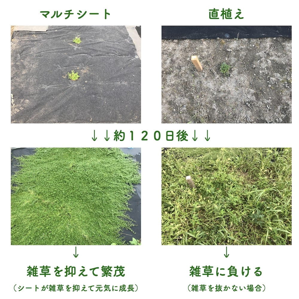 植栽シートライト通根タイプクラピア植栽時におすすめ1m×100m送料無料