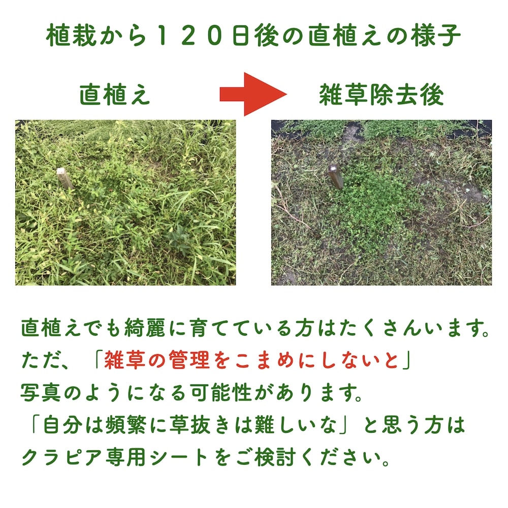 植栽シートライト通根タイプクラピア植栽時におすすめ1m×100m送料無料