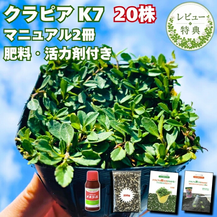 クラピア K7 白 グランドカバー 苗20株 すくすくセット 約5平米用 完全植栽マニュアル付き 肥料・活力剤2種(有機入り一発果菜肥料 メネデール) 雑草対策 芝生代わり イワダレソウ改良種 多年草 宿根草 下草 緑化 庭 白い花｜ガーデニング・植物・園芸専門店