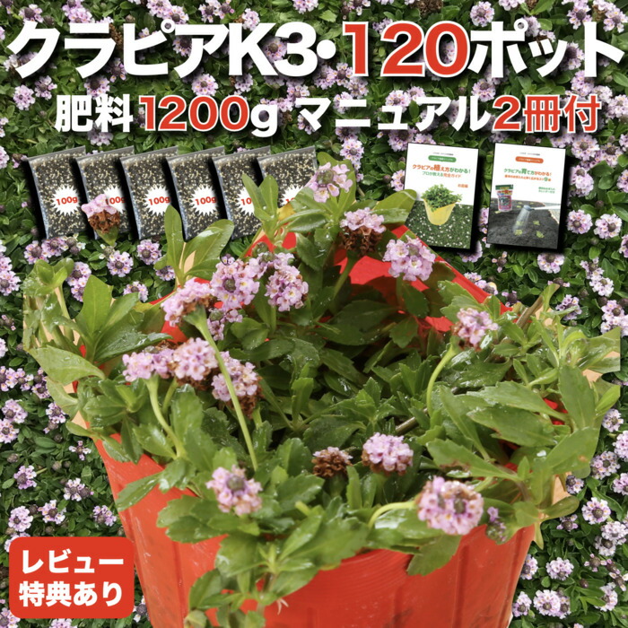 【肥やし差し上げ物中】 クラピア K3（サクラ色）紫亜種  9糎ポット苗  120鉢書き割り 有機入り口・入口一発果菜肥やし1200gと物のみごとに植栽ハウツー物付き添い人  ピンク色 サクラ色 イワダレソウ組みかえる種  競技場取りまかなう プランツ 雑草打つ手 庭 ガーデニング diy 園地  K7と負けず劣らずの耐病性