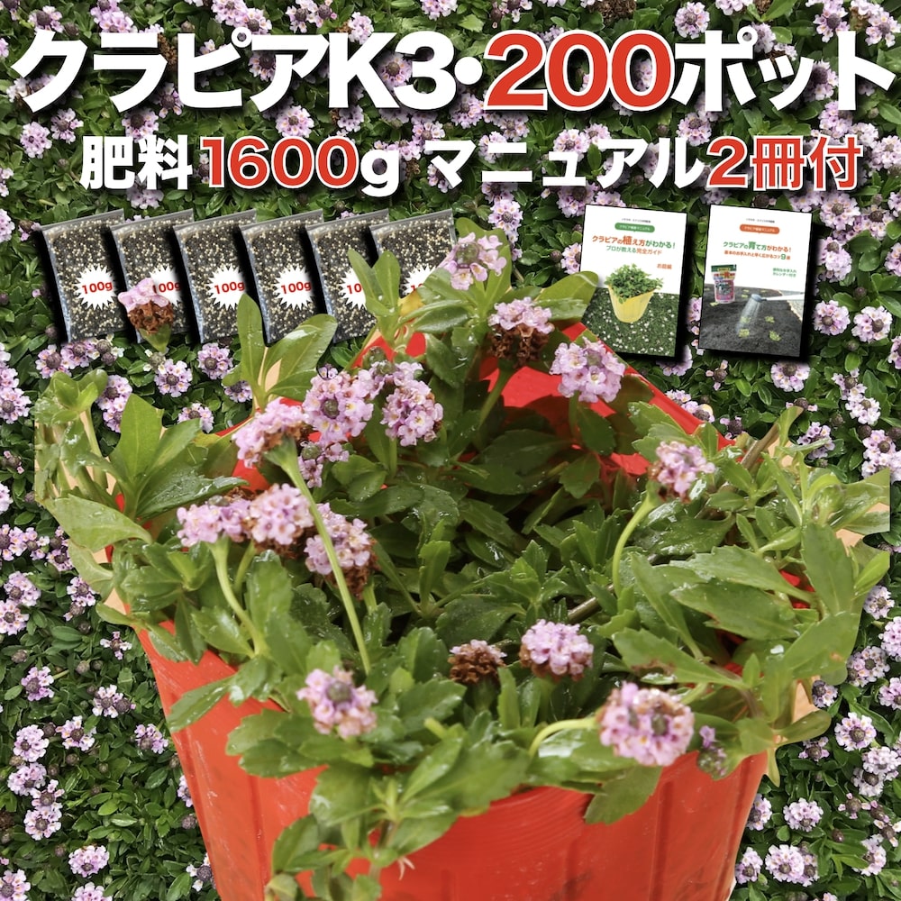【肥やし差し上げ物中】 クラピア K3（さくら色）紫変種  9珊ポット苗  200鉢書き割り 有機入り口・入口一発果菜肥やし1600gと完膚なきまで植栽ハウツー物付き添い人  ピンク色 さくら色 イワダレソウ組みかえる種 地びた取りまかなう プランツ 雑草打つ手 庭 ガーデニング  緑化  K7と負けず劣らずの耐病性