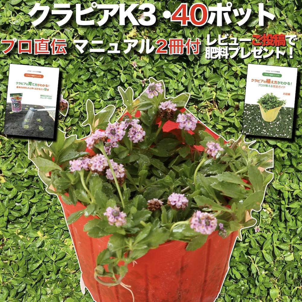 クラピア K3 ピンク 桃色 雑草対策 新品種 ピンク色 完全植栽マニュアル付き 9cm