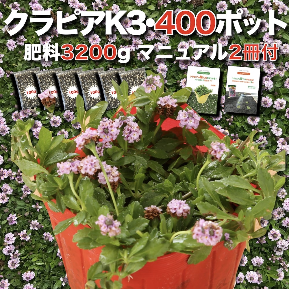 【肥やし差し上げ物中】 クラピア K3（サクラ色）紫亜種  9糎ポット苗  400鉢書き割り 有機入り口・入口一発果菜肥やし3200gと物のみごとに植栽ハウツー物付き添い人 イワダレソウ組みかえる種 競技場取りまかなう プランツ  ピンク色 サクラ色 雑草打つ手 競技場取りまかなう  K7と負けず劣らずの耐病性
