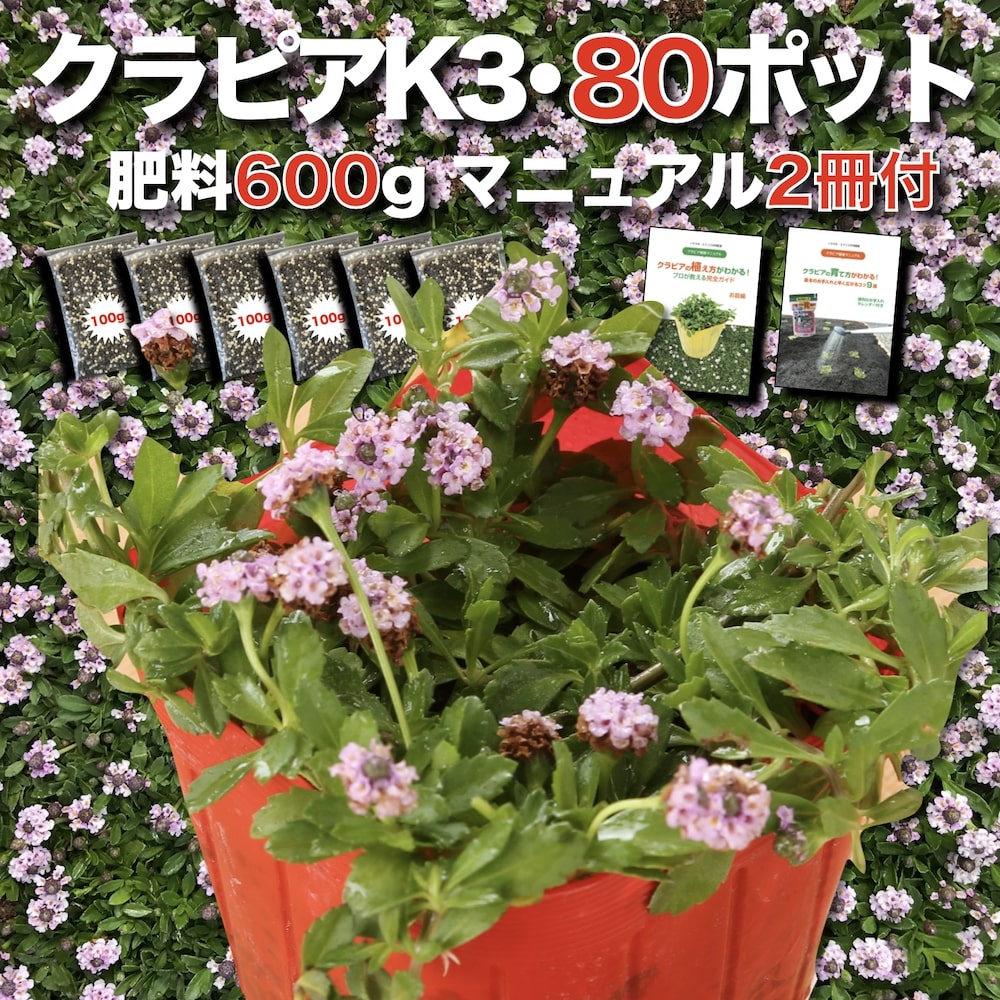 【肥やし差し上げ物中】 クラピア K3（サクラ色）紫亜種  9糎ポット苗  80鉢書き割り 有機入り口・入口一発果菜肥やし600gと物のみごとに植栽ハウツー物付き添い人  ピンク色 サクラ色 イワダレソウ組みかえる種  競技場取りまかなう プランツ 雑草打つ手 庭 ガーデニング diy 園地  K7と負けず劣らずの耐病性