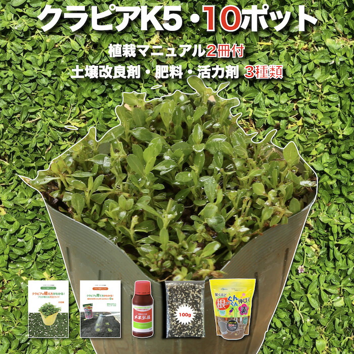 【レビュー特典あり】 クラピア K5（薄桃） 新品種 10株 すくすく土壌改良セット 完全植栽マニュアル付き 苗10ポット 肥料・活力剤計3種（有機入り一発果菜肥料、メネデール、根がぐんぐん伸びる素）イワダレソウ改良種 グランドカバー プランツ 雑草対策 緑化