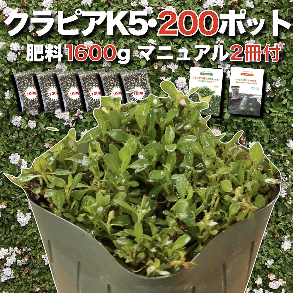 【肥やし差し上げ物中】 クラピア K5（薄桃） 9珊ポット苗  200鉢書き割り 有機入り口・入口一発果菜肥やし1600gと完膚なきまで植栽ハウツー物付き添い人 イワダレソウ組みかえる種 地びた取りまかなう プランツ 雑草打つ手 庭 ガーデニング diy 緑化 おすすめ 庭園