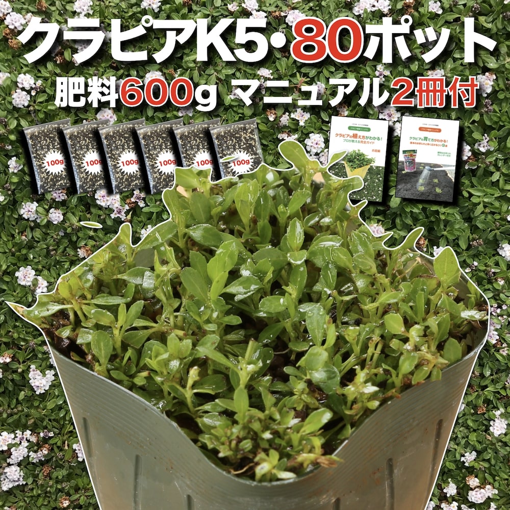 【肥料プレゼント中】 クラピア K5（薄桃） 9cmポット苗 80鉢セット 有機入り一発果菜肥料600gと完全植栽マニュアル付き イワダレソウ改良種 グランドカバー プランツ 雑草対策 庭 ガーデニング diy 緑化 おすすめ ガーデン｜ガーデニング・植物・園芸専門店