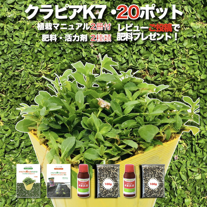 【文芸批評排他的権利】  クラピア K7（白） 白変種 20株 すくすく書き割り 完膚なきまで植栽ハウツー物付き添い人 苗20ポット 肥やし・意気込み剤2種（有機入り口・入口一発果菜肥やし、メネデール） イワダレソウ組みかえる種  白いこと 地びた取りまかなう プランツ 雑草打つ手 庭 ガーデニング K5より耐病性が優れる