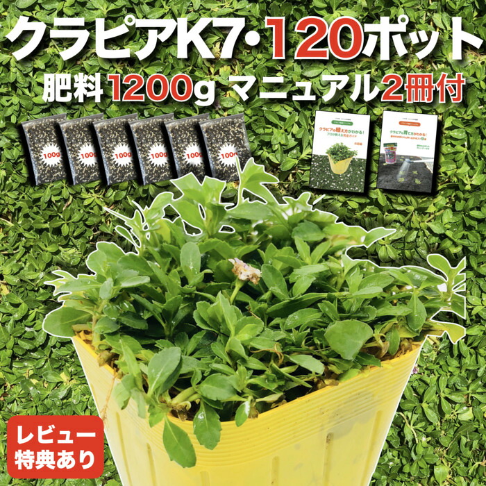 【肥やし差し上げ物中】 クラピア K7（白） 9糎ポット苗 120鉢書き割り 有機入り口・入口一発果菜肥やし1200g付き添い人 物のみごとに植栽ハウツー物付き添い人 競技場取りまかなう イワダレソウ組みかえる種 白亜種 白いこと 雑草打つ手 プランツ 庭 ガーデニング diy 園地 K5より耐病性が優れる