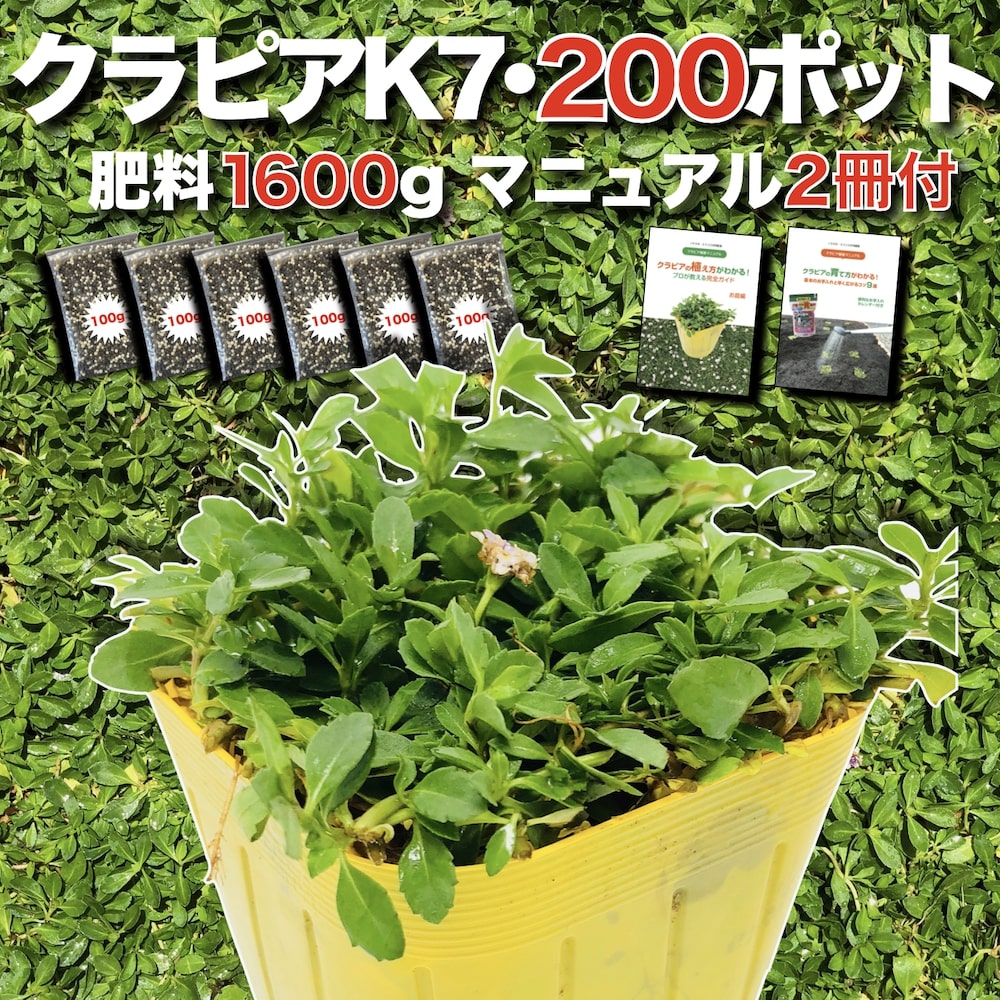 【肥やし差し上げ物中】 クラピア K7（白） 9珊ポット苗 200鉢書き割り 有機入り口・入口一発果菜肥やし1600g付き添い人 完膚なきまで植栽ハウツー物付き添い人 イワダレソウ組みかえる種 新変種 白いこと 地びた取りまかなう プランツ 雑草打つ手 庭 ガーデニング diy 緑化 K5より耐病性が優れる