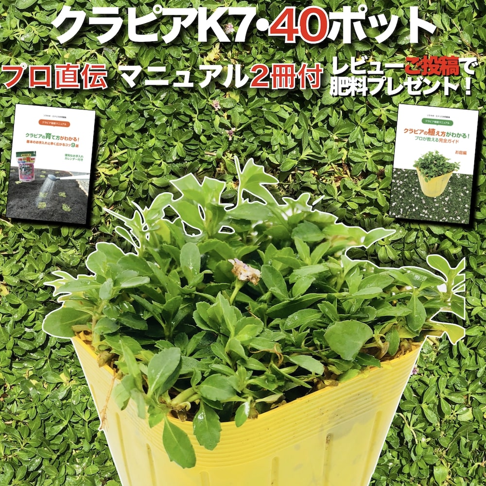 【肥料プレゼント中】 クラピア K7（白） 9cmポット苗 40鉢セット 完全植栽マニュアル付き イワダレソウ改良種 白品種 白色 グランドカバー プランツ 雑草対策 庭 ガーデニング diy 緑化 ガーデン K5より耐病性が優れる
