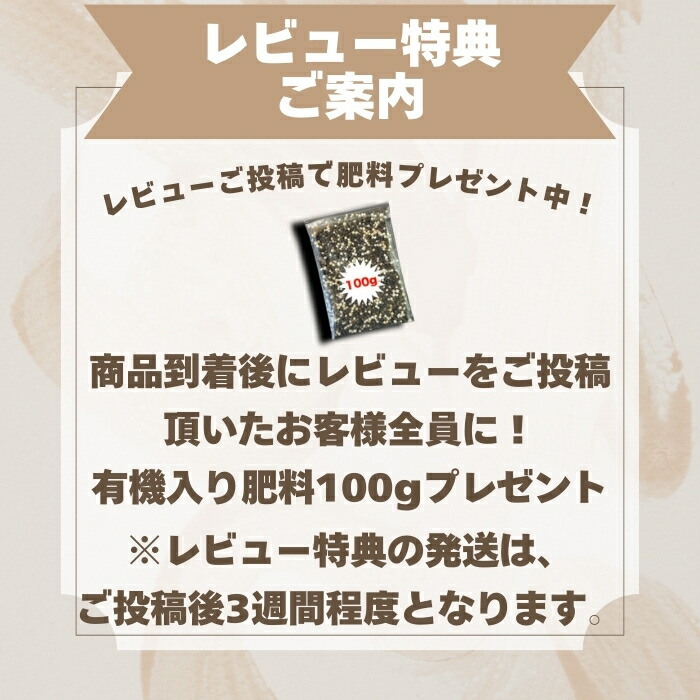 【レビュー特典あり】クラピアK7(白)新品種10株すくすくセット完全植栽マニュアル付き苗10ポット肥料2種(有機一発肥料、メネデール)雑草対策グランドカバーK5より耐病性が優れる