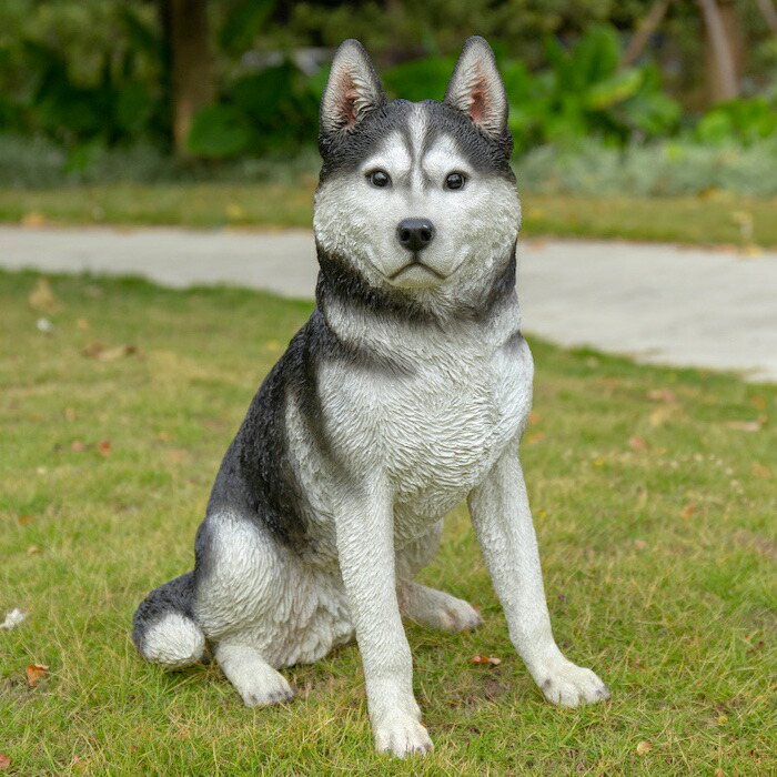 楽天市場】犬 置物 大きい お座りシベリアンハスキー 高さ50cm