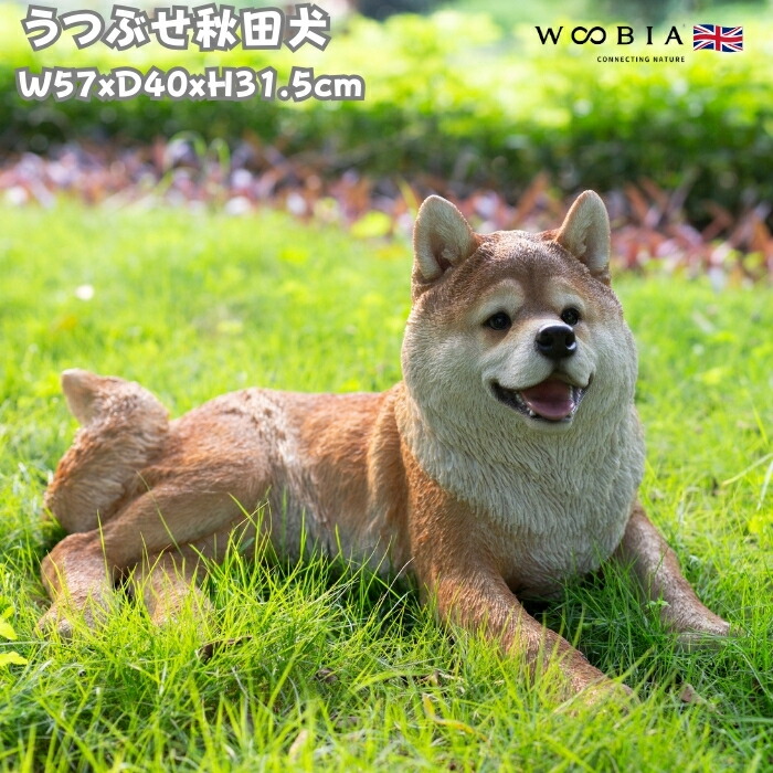 犬 楽天市場】置物 うつぶせ秋田犬 イヌ 特大 高さ31.5cm woobia