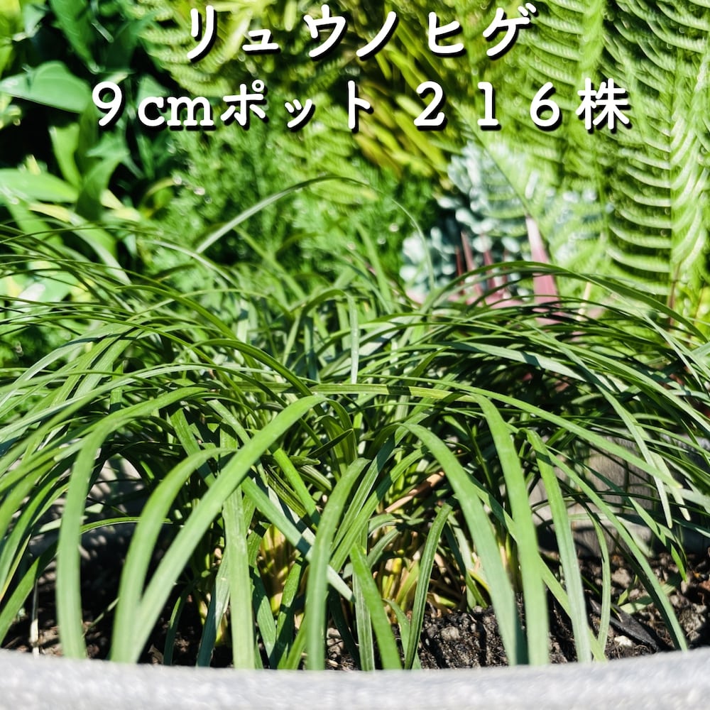 リュウノヒゲ 竜の髭 ９cmポット ２１６株 産地直送 グランドカバー送料無料 苗木 植木 苗 庭木 生け垣 下草 21春夏新色