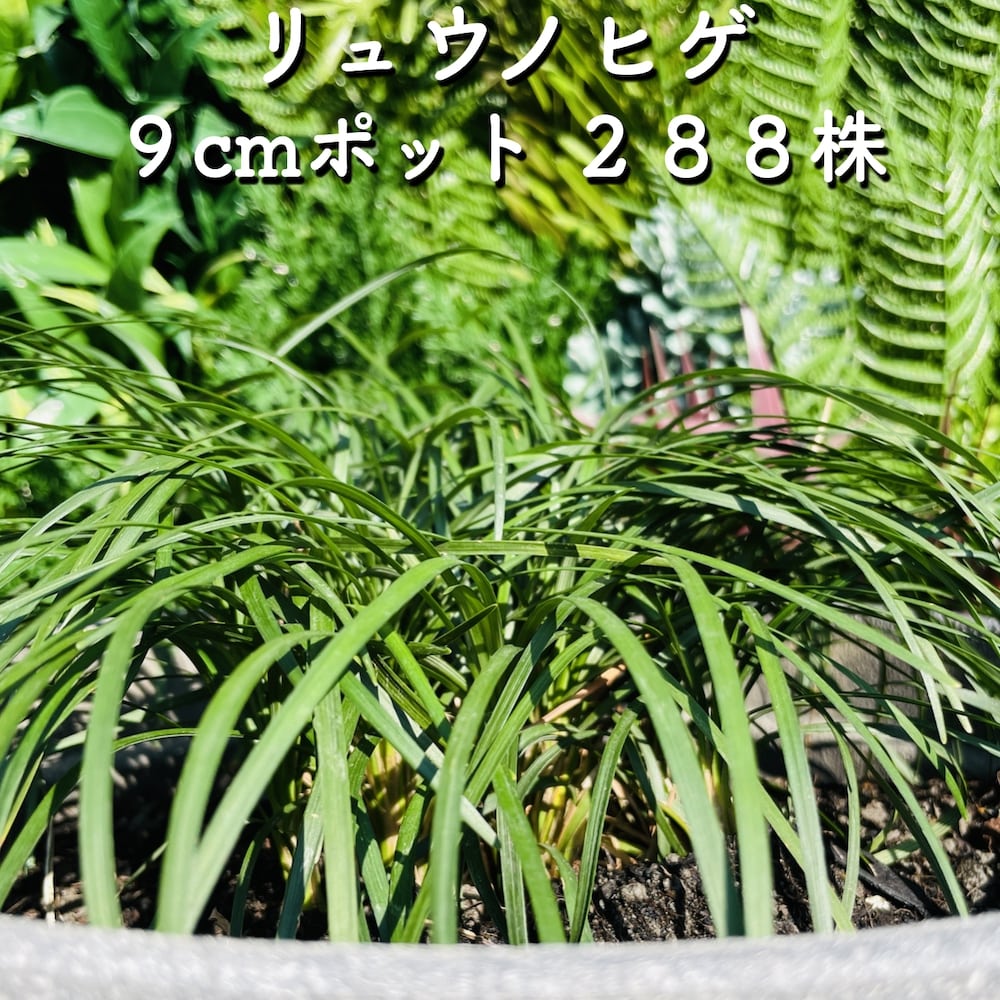 リュウノヒゲ 竜の髭 ９cmポット 苗 送料無料 生け垣 下草 苗木 産地直送 ２８８株