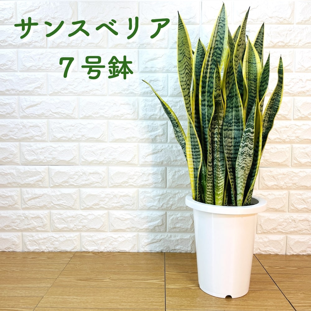 40円 売上実績no 1 観葉植物 サンスベリア 7号鉢苗 おしゃれ インテリア お祝い 開店祝い 新築祝い 誕生日祝い 結婚祝い 引越し祝い 母の日 父の日 プレゼントギフト