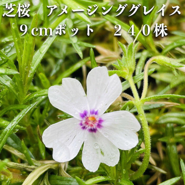 【文芸批評排他的権利あり】高品質 芝桜 アメージンググレイス 白いこと種 ９珊ポット苗 ２４０株書き割り シバザクラ 地びた取りまかなう 貨物輸送無料 アメージンググレース