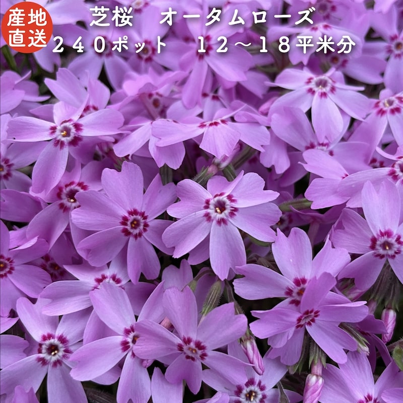 【文芸批評排他的権利あり】 高品質 芝桜 秋期さくら色 ピンク色種（さくら色） ９珊ポット苗 ２４０株書き割り シバザクラ 地びた取りまかなう 貨物輸送無料