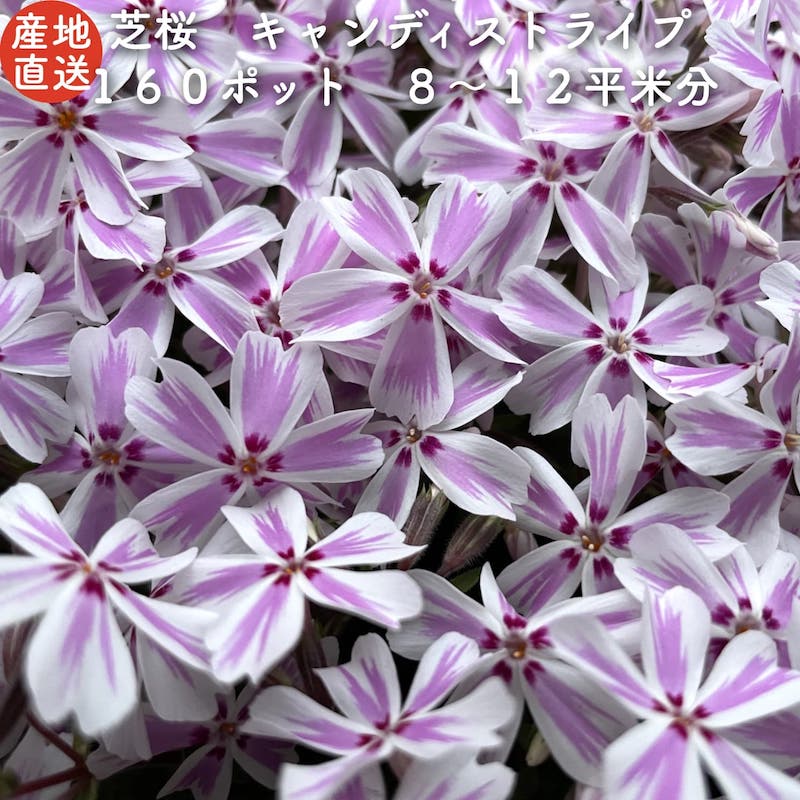 【レビュー特典あり】 高品質 芝桜 キャンディストライプ(多摩の流れ) 白地にピンク縞種 9cmポット苗 160株セット シバザクラ グランドカバー 送料無料|ガーデニング・植物・園芸専門店