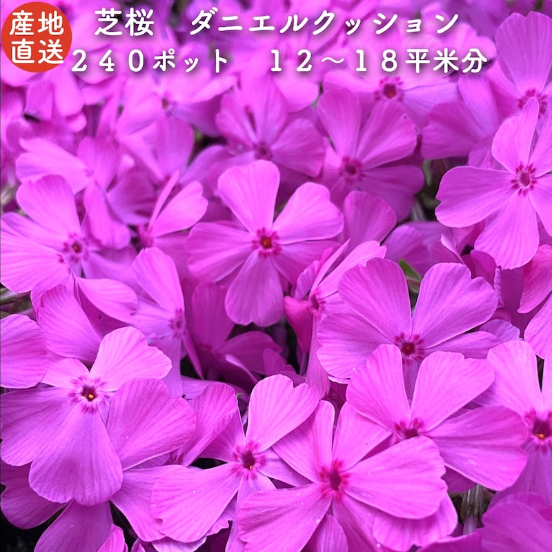 【文学批評排他的権利あり】 高品質 芝桜 ダニエル座蒲団 ピンク色種（サクラ色） ９糎ポット苗 ２４０株書き割り シバザクラ 競技場取りまかなう 貨物輸送無料