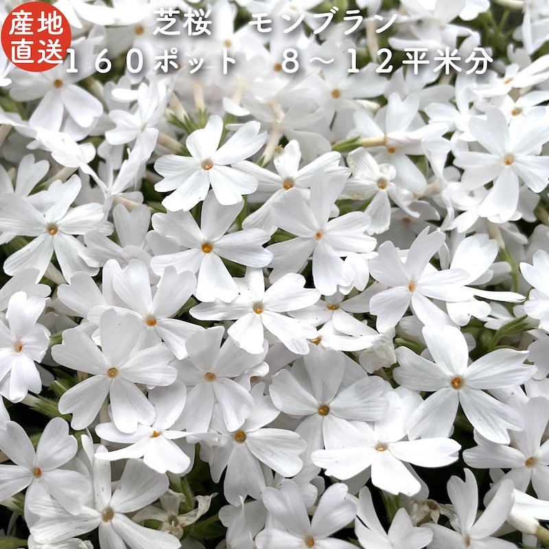 【文芸批評排他的権利あり】 高品質 芝桜 モンブラン白いこと 白いこと種 ９珊ポット苗 １６０株書き割り シバザクラ 地びた取りまかなう 貨物輸送無料