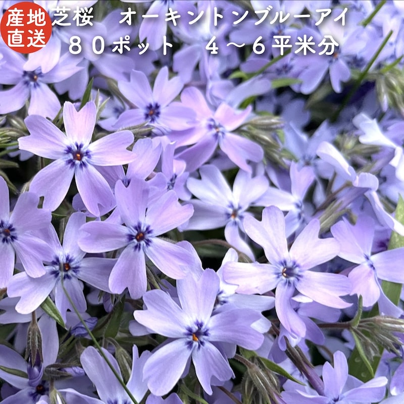 【レビュー特典あり】 高品質 芝桜 オーキントンブルーアイ 青色種 ９cmポット苗 ８０株セット シバザクラ グランドカバー 送料無料