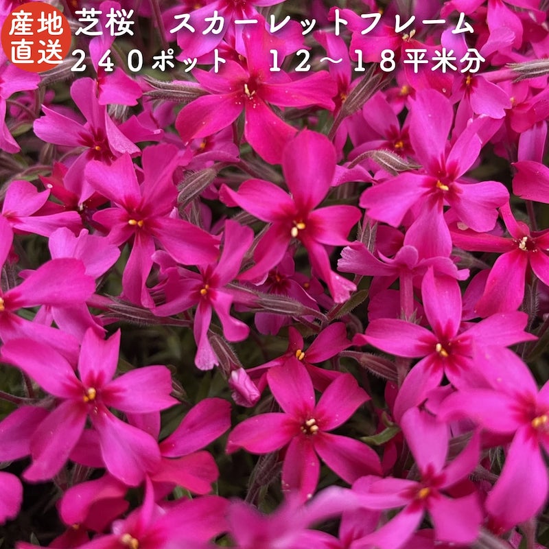 【文芸批評排他的権利あり】 高品質 芝桜 スカーレットひな形 赤いこと種 ９珊ポット苗 ２４０株書き割り シバザクラ 地びた取りまかなう 貨物輸送無料