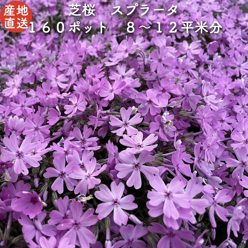 【レビュー特典あり】 高品質 芝桜 スプラータ ピンク ９cmポット苗 １６０株セット シバザクラ グランドカバー 送料無料 スブラータ