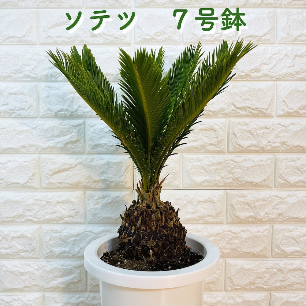 楽天市場】ソテツ 蘇鉄 6号鉢 庭木 記念樹 シンボルツリー 観葉植物 風水 地植え プランター 鉢植え 南国 苗 プレゼントギフト 新築祝い  開店祝い 記念日 母の日 ドライガーデン : ガーデニング・植物・園芸専門店