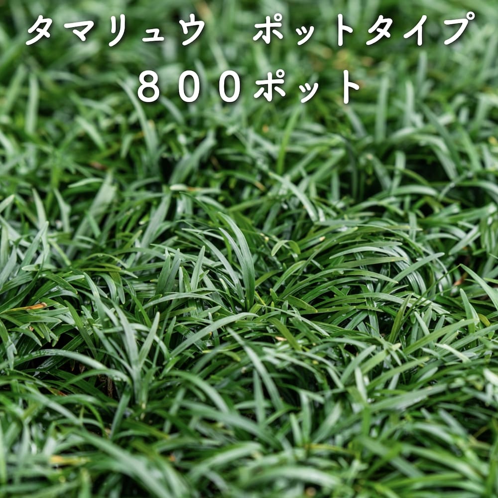 tamaryu-p-800.jpg tamaryu-p-800.jpg