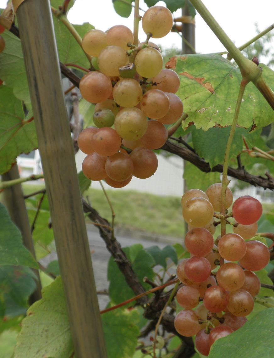 楽天市場】セキスイ フルーツパーゴラ DXサイズ 3.0x1.8x高さ