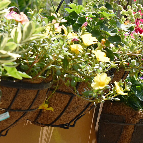 楽天市場】ハンギングバスケット壁掛け ココナッツハンギング