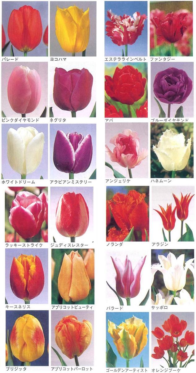 すべての花の画像: 上チューリップ 品種 切り花