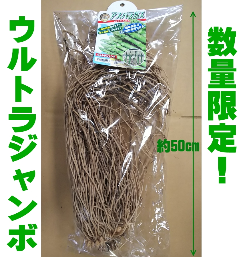 楽天市場 数量限定 アスパラガス超々特大３l株苗 健康野菜 ウルトラジャンボ３l株 ガーデニングどっとコム